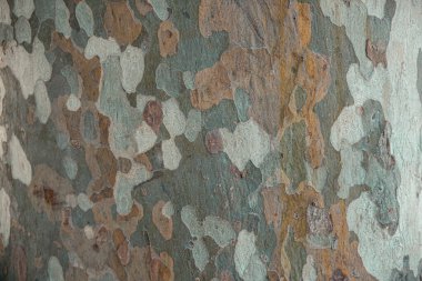 İspanya 'nın Barselona kentindeki Ciutadella Parkı' ndaki çınar ağacının (platan) kabuğuna yakın çekim.