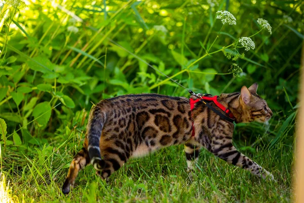 A young Bengal cat on a red leash walks on a green lawn on a sunny day in Jurmala, Latvia. The cat is one year old, brown and gold rosette coat color.