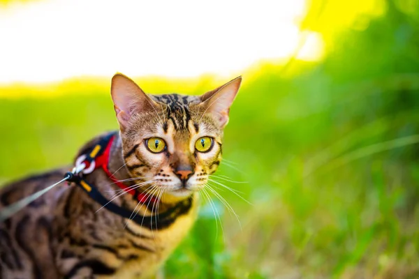 A young Bengal cat on a red leash sitting on a green lawn on a sunny day in Jurmala, Latvia. The cat is one year old, brown and gold rosette coat color. Close-up of a cat\'s muzzle