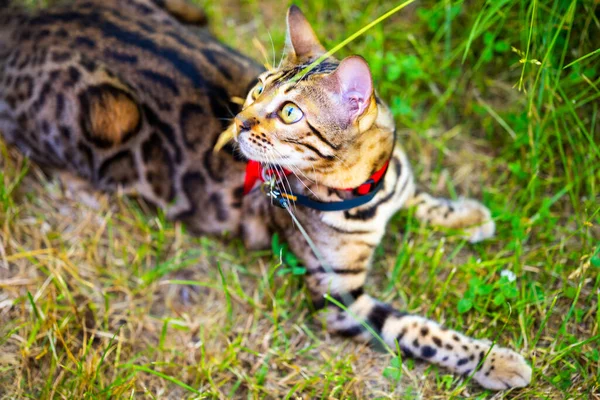 A young Bengal cat on a red leash lying on a green lawn on a sunny day in Jurmala, Latvia. The cat is one year old, brown and gold rosette coat color.
