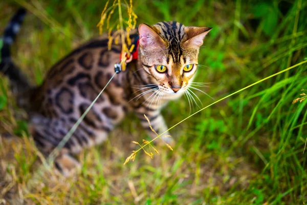 A young Bengal cat on a red leash sitting on a green lawn on a sunny day in Jurmala, Latvia. The cat is one year old, brown and gold rosette coat color. Close-up of a cat\'s muzzle