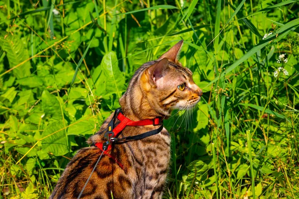 A young Bengal cat on a red leash sitting on a green lawn on a sunny day in Jurmala, Latvia. The cat is one year old, brown and gold rosette coat color.