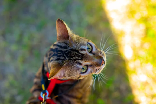 A young Bengal cat on a red leash sitting on a green lawn on a sunny day in Jurmala, Latvia. The cat is one year old, brown and gold rosette coat color. View from above