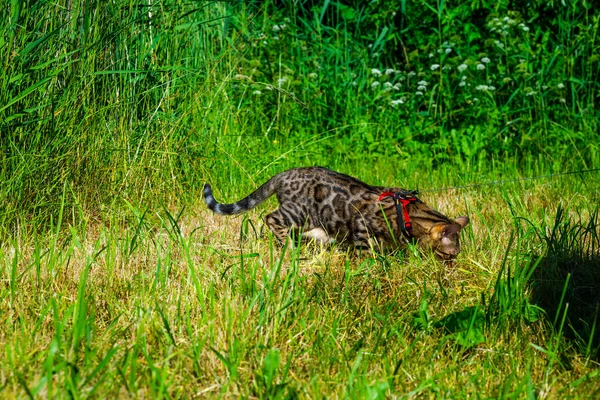 Young Bengal Cat Red Leash Walks Green Lawn Sunny Day — Foto de Stock