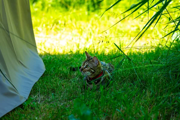 A young Bengal cat on a red leash lying on a green lawn on a sunny day in Jurmala, Latvia. The cat is one year old, brown and gold rosette coat color.