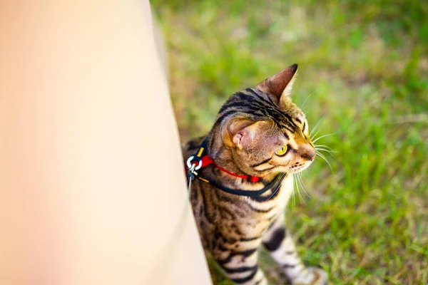 A young Bengal cat on a red leash sitting on a green lawn on a sunny day in Jurmala, Latvia. The cat is one year old, brown and gold rosette coat color.