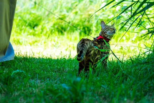 A young Bengal cat on a red leash walks on a green lawn on a sunny day in Jurmala, Latvia. The cat is one year old, brown and gold rosette coat color.