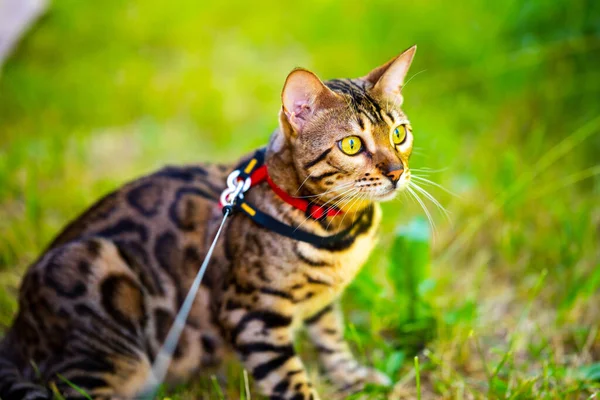 A young Bengal cat on a red leash sitting on a green lawn on a sunny day in Jurmala, Latvia. The cat is one year old, brown and gold rosette coat color.