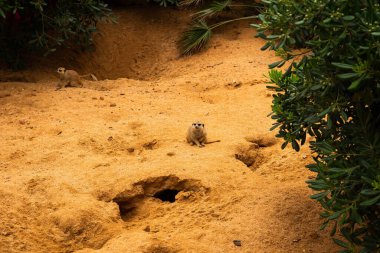 Little meerkat standing ready to run on the sand.