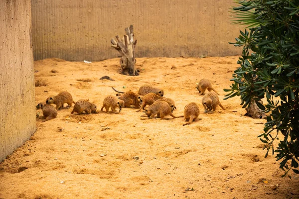 Flock Little Meerkats Dig Holes Look Food Sand — 图库照片