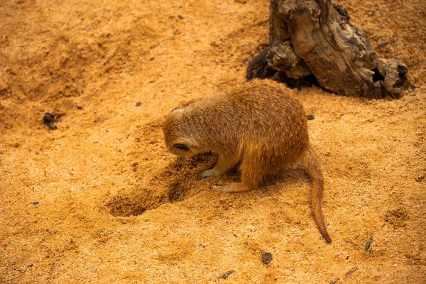 Little Meerkat Digging Hole Looking Food Sand — 图库照片