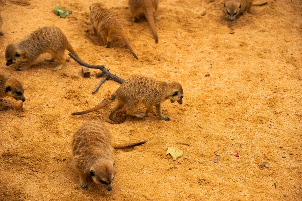 Flock Little Meerkats Dig Holes Look Food Sand — Stock Photo, Image