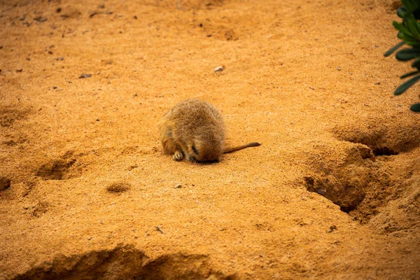 Pequeño Suricata Durmió Con Cabeza Enterrada Arena — Foto de Stock