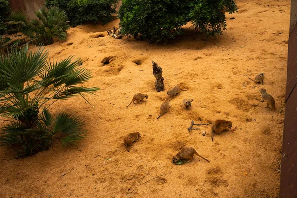 Flock Little Meerkats Dig Holes Look Food Sand — 图库照片