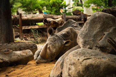 Gri gergedanın namlusuna yakın plan. Gergedan taşların arasındaki kumların üzerinde yatıyor..