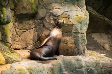 Kaliforniya deniz aslanı gölün yanındaki kayalıklarda uzanıyor ve güneşin tadını çıkarıyor..