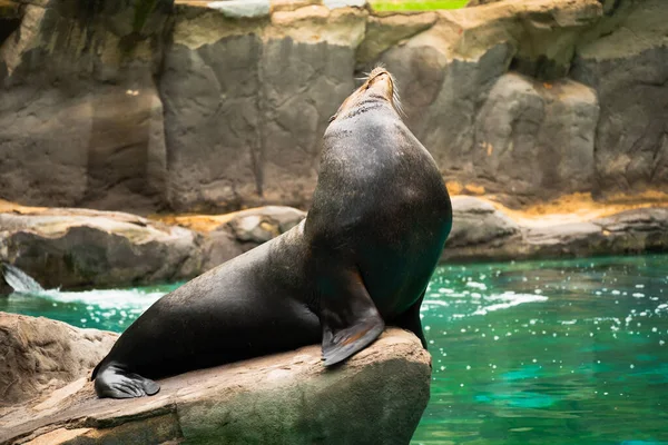 Kaliforniya deniz aslanı gölün yanındaki kayalıklarda uzanıyor ve güneşin tadını çıkarıyor..