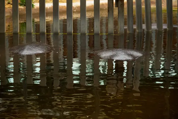 Tył Hipopotama Wystaje Wodzie — Zdjęcie stockowe