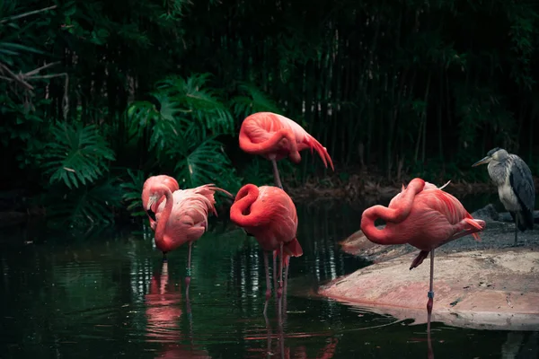 Küçük Bir Göletin Yanında Pembe Bir Amerikan Flamingosu Sürüsü — Stok fotoğraf