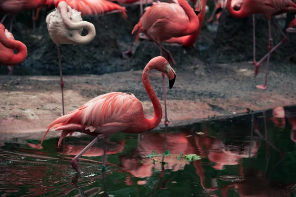 A flock of pink American flamingos near a small pond.