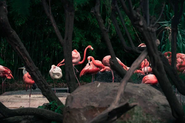 Flock Pink American Flamingos Small Pond — Zdjęcie stockowe