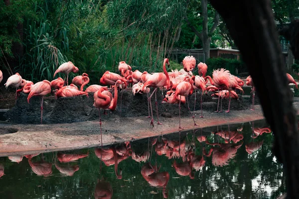 Flock Pink American Flamingos Small Pond — Foto de Stock