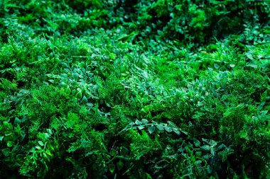 Dekorasyon için suni yeşillik yakın plan.