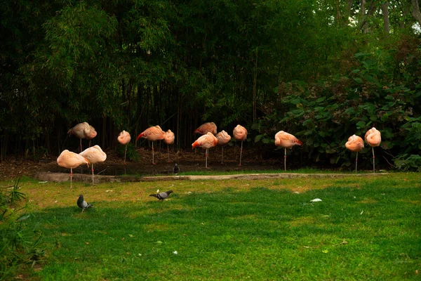 Egy Csapat Rózsaszín Amerikai Flamingó Gyepen Elrejtette Fejét — Stock Fotó