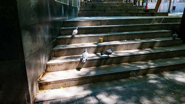 Close-up of a gray doves on the steps in front of the building Community Medical Center CAP Casc Antic. Spain, Barcelona.