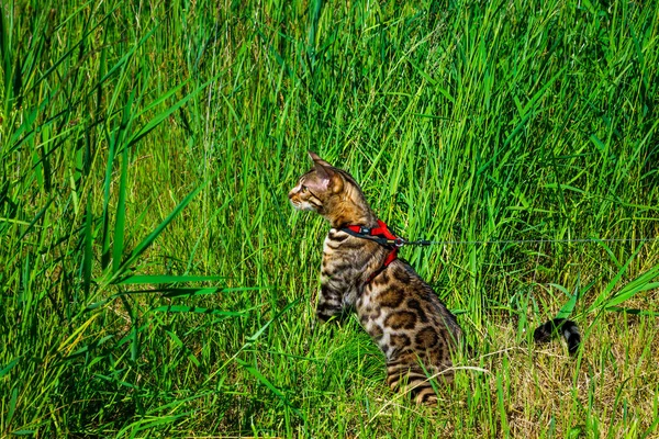 Joven Gato Bengala Con Una Correa Roja Camina Sobre Césped — Foto de Stock