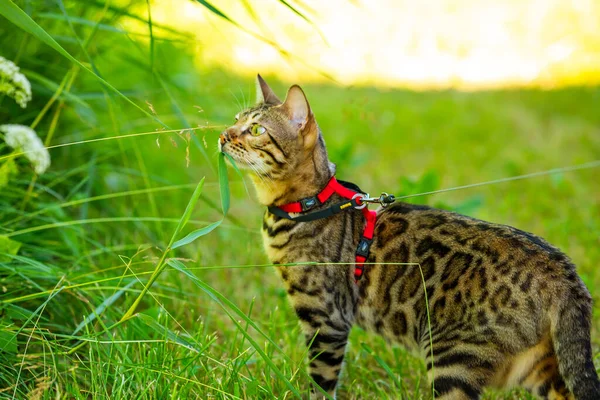 A young Bengal cat on a red leash walks on a green lawn on a sunny day in Jurmala, Latvia. The cat is one year old, brown and gold rosette coat color.
