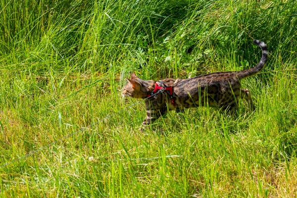 Young Bengal Cat Red Leash Walks Green Lawn Sunny Day — 스톡 사진