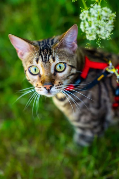 A young Bengal cat on a red leash walks on a green lawn on a sunny day in Jurmala, Latvia. The cat is one year old, brown and gold rosette coat color.