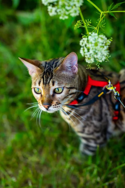 A young Bengal cat on a red leash walks on a green lawn on a sunny day in Jurmala, Latvia. The cat is one year old, brown and gold rosette coat color.