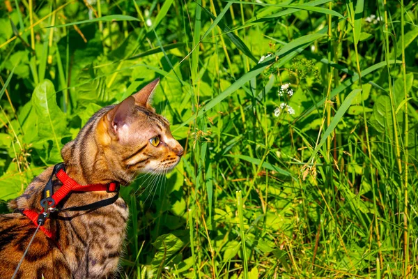 Young Bengal Cat Red Leash Walks Green Lawn Sunny Day — Stock Photo, Image