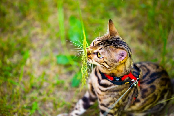 A young Bengal cat on a red leash walks on a green lawn on a sunny day in Jurmala, Latvia. The cat is one year old, brown and gold rosette coat color.