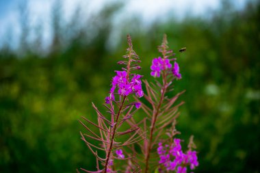 Pembe çiçekli söğüt çiçeği ve eşekarısı arkaplanı. Küçük alan derinliği.