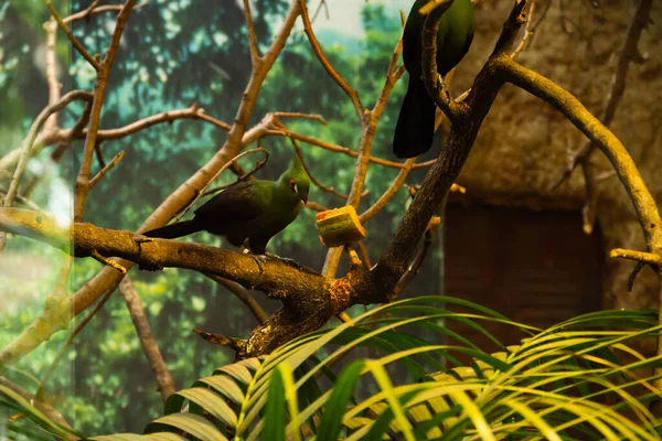 Bird Sits Branch Guinea Turaco Eats Papaya — стоковое фото