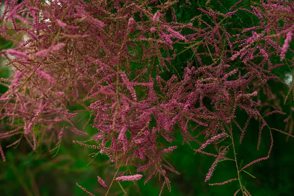 Прекрасний Фон Квітучими Рожевими Квітами Тамариска Мала Глибина Різкості — стокове фото