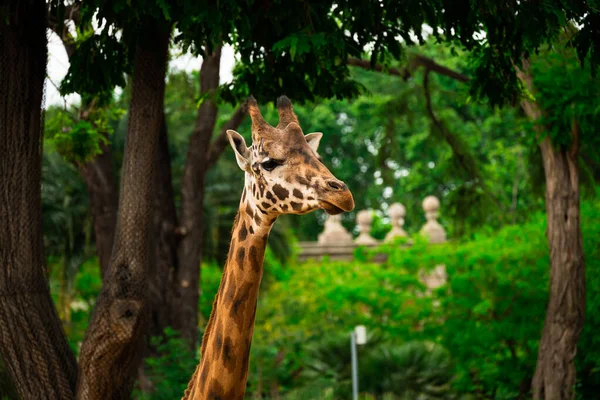 Close Head Giraffe Background Greenery — 스톡 사진