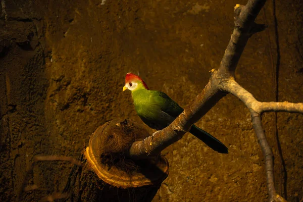 Background Stones Bird Sits Branch Red Crested Turaco — стоковое фото