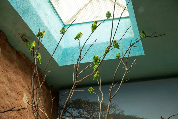 Parrots Sitting Branches Tree Black Cheeked Lovebird — Fotografia de Stock