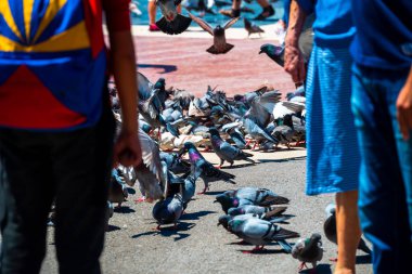 İspanya, Barselona - 26 Mayıs 2022: Plaza Katalunya 'da gri güvercin kümesi.