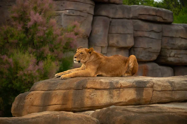 Lioness Lies Stone Basks Sun — Stock Photo, Image