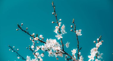 White, tender, spring blooming cherry flowers against the sky. Small depth of field.