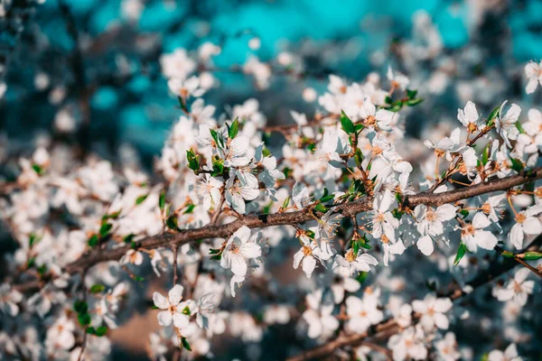White Tender Spring Blooming Cherry Flowers Sky Small Depth Field — Stock Photo, Image