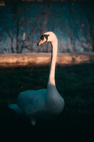 Close White Swan Stands Grass Backdrop Lake Summer Sunny Day — 스톡 사진