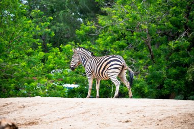 Close-up of a zebra standing on a hill against the background of green trees and pissing.
