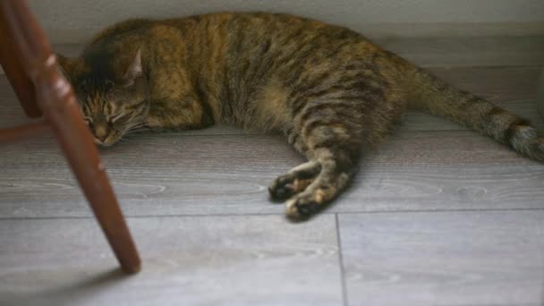 Short Time Lapse Tabby Cat Sleeping Gray Floor Day Concept — Stockvideo