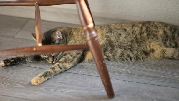 Short Time Lapse Tabby Cat Sleeping Gray Floor Day Concept — Stockvideo